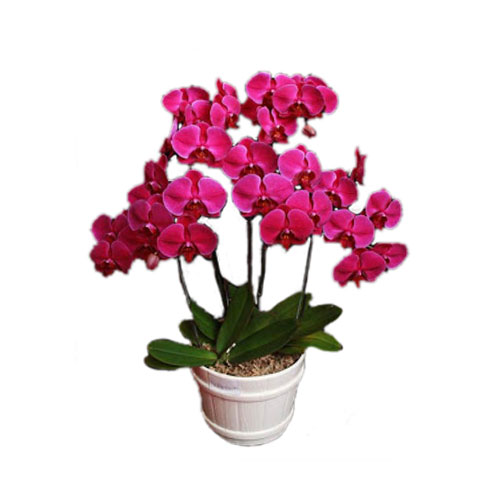 pot bunga anggrek bulan pink fanta harga 1 juta 450 ribu